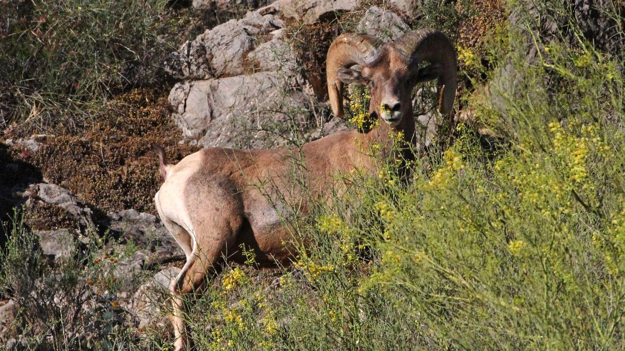 Grijalva leads charge to protect Ironwood Monument